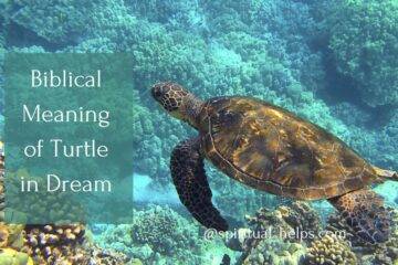 Biblical Meaning of turtle in Dream