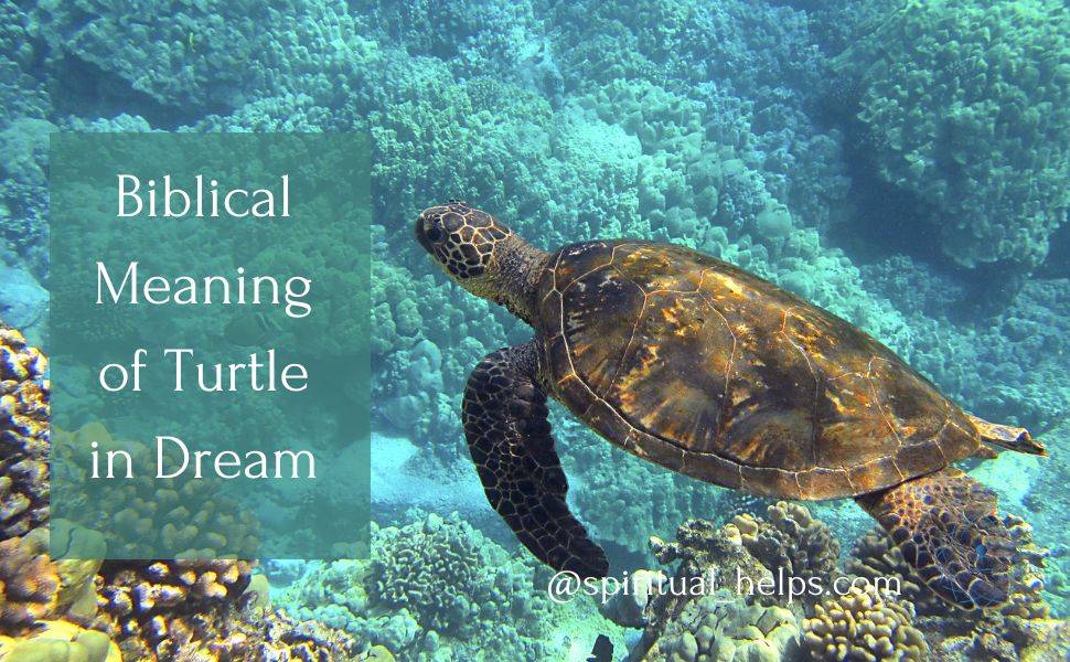 Biblical Meaning of turtle in Dream