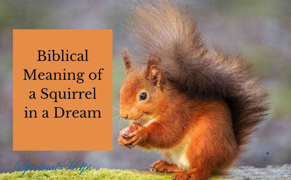 Biblical Meaning of a Squirrel in a Dream