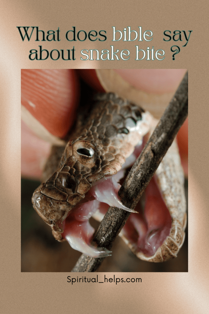 Close-up of a small brown snake biting down hard on a dark brown stick or branch. Its fangs and mouth interior are visible. The background is a blurred tan/beige color. The text at the top reads "What does bible say about snake bite?" in a greenish-teal font. The website "Spiritual_helps.com" is listed at the bottom.